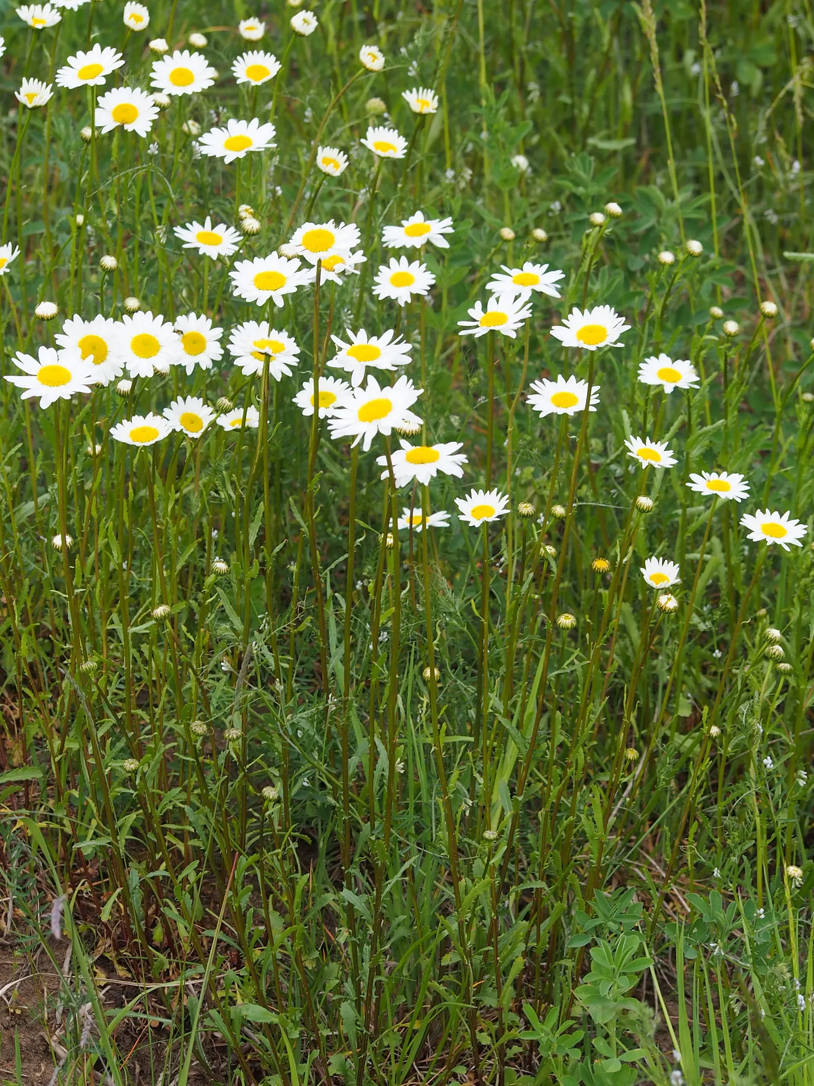 Oxeye Daisy (Chrysanthemum Leucanthemum) — perennial for full