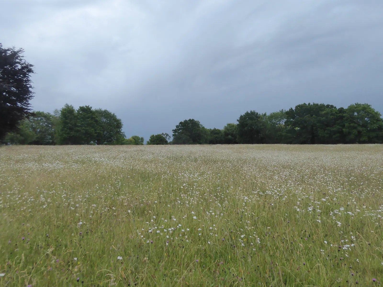 Oxeye Daisy (Chrysanthemum Leucanthemum) — wildflower appeal and a dash of cottage charm