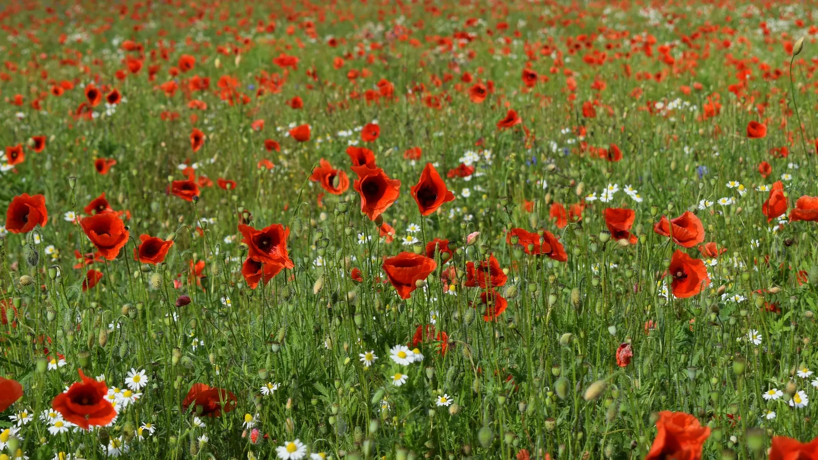 Oxeye Daisy (Chrysanthemum Leucanthemum) — spanning roughly 2 to 3 inches across; it boasts a height of approximately 1 to 3 feet and can spread, image 59