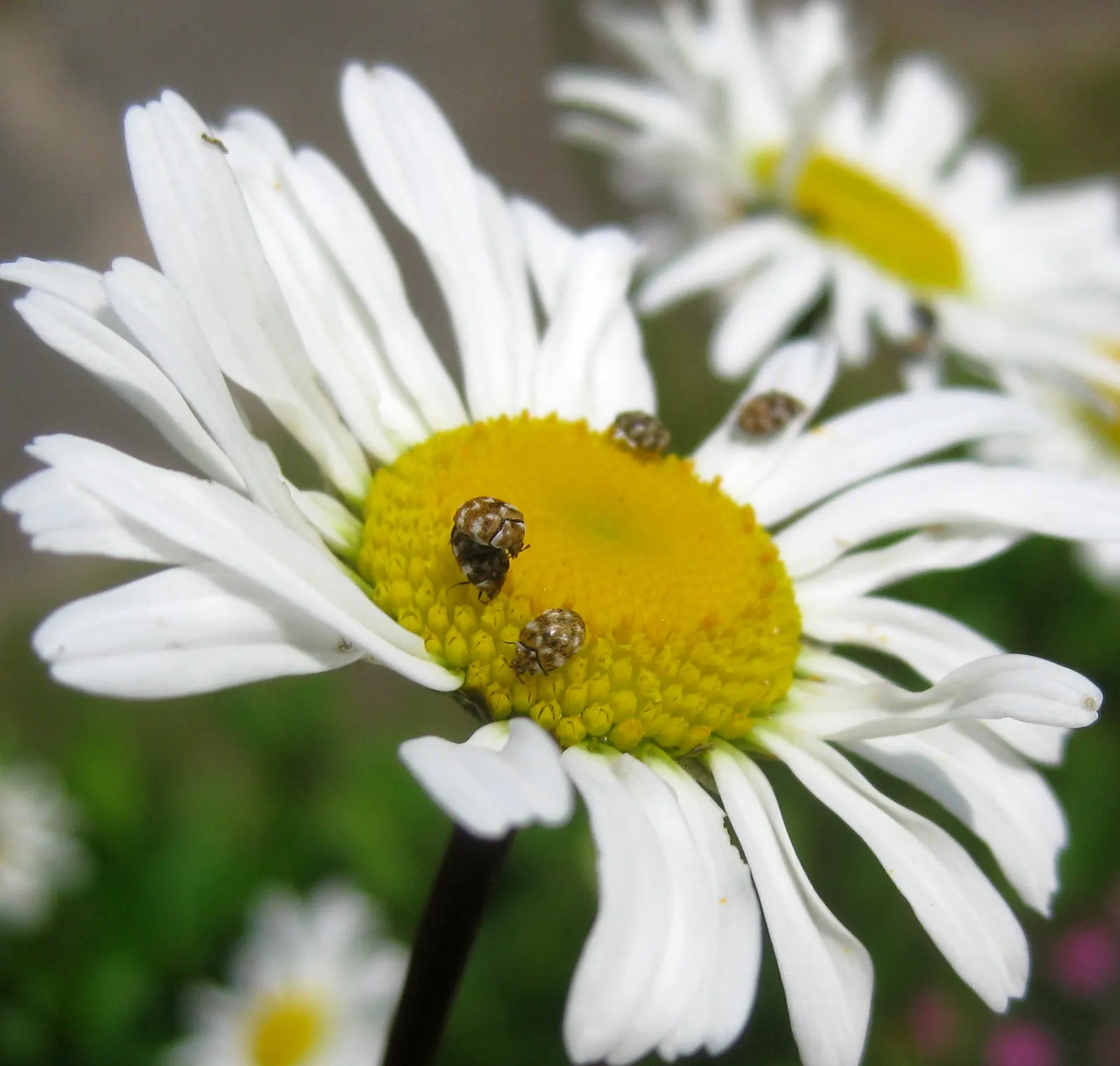 Oxeye Daisy (Chrysanthemum Leucanthemum) — It thrives in full to partial sun with well-drained soil, adding charm to meadows and garden beds