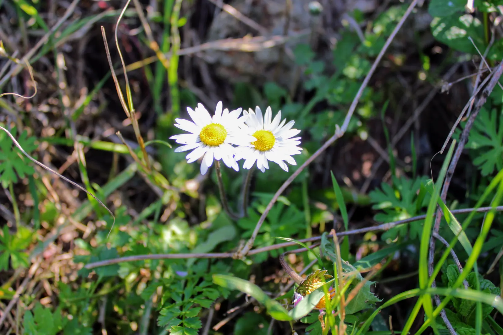 Oxeye Daisy (Chrysanthemum Leucanthemum) — the Ox-Eye Daisy prefers full sun to partial shade and well-drained soil; blooming from late spring to, image 83