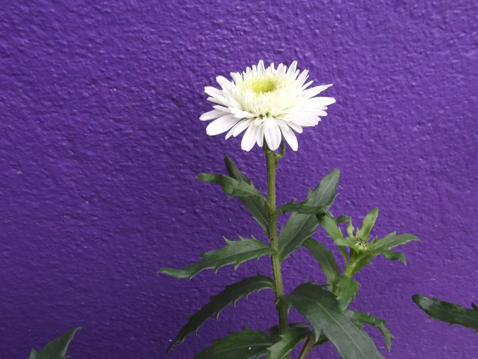 Oxeye Daisy (Chrysanthemum Leucanthemum) — multi-colored and white and yellow flowers in the garden; it thrives in full to partial sun with well-drained soil