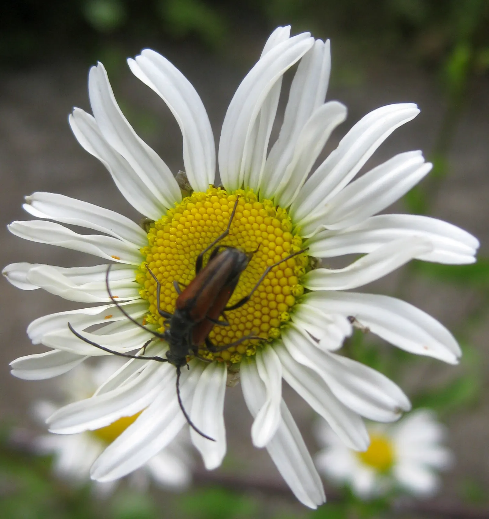 Oxeye Daisy (Chrysanthemum Leucanthemum) — multi-colored and white and yellow flowers in the garden; it thrives in full to partial sun with, image 64