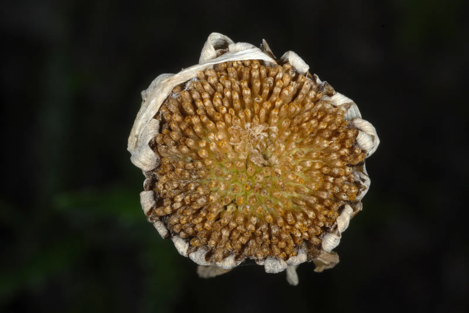Oxeye Daisy (Chrysanthemum Leucanthemum) — Blooming from late spring to early fall; the Ox-Eye Daisy prefers full sun to partial shade and, image 50