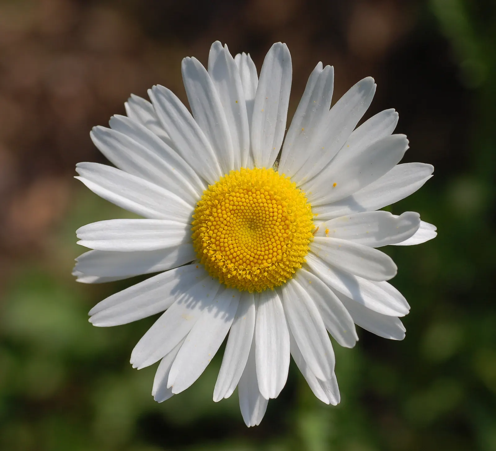 Oxeye Daisy (Chrysanthemum Leucanthemum) — also widely recognized as the Common Daisy or by its botanical name; blooming profusely from early to mid-summer