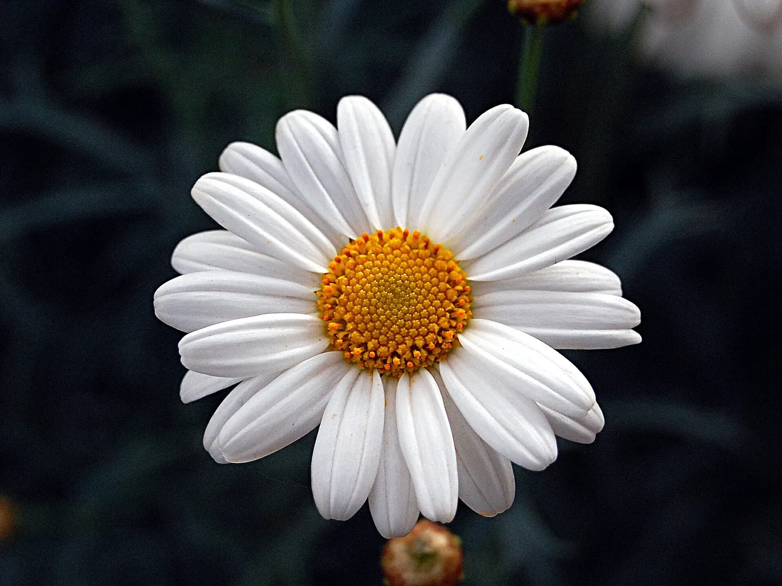 Oxeye Daisy (Chrysanthemum Leucanthemum) — Blooming from late spring to early fall; the Ox-Eye Daisy prefers full sun to partial shade and well-drained soil