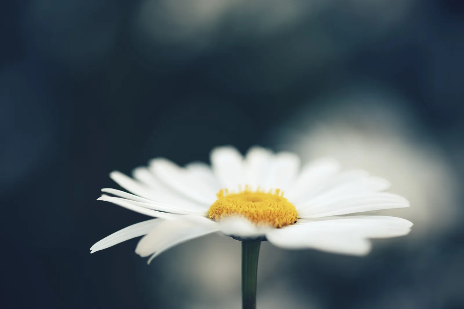 Oxeye Daisy (Chrysanthemum Leucanthemum) — It boasts a height of approximately 1 to 3 feet and can spread out to about 1 to 2 feet; it's an, image 80