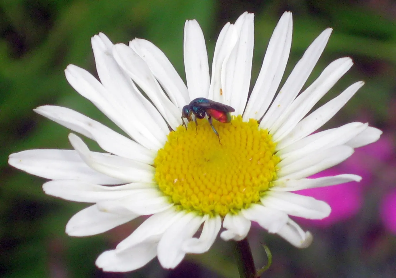 Oxeye Daisy (Chrysanthemum Leucanthemum) — Blooming profusely from early to mid-summer