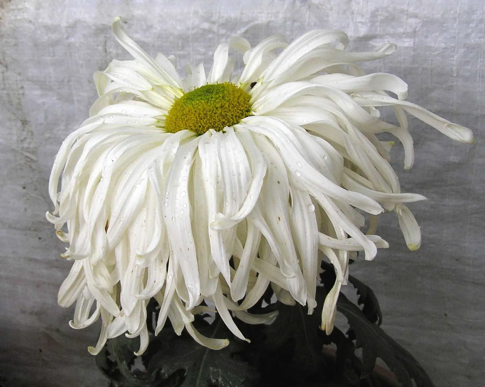Oxeye Daisy (Chrysanthemum Leucanthemum) — spanning roughly 2 to 3 inches across