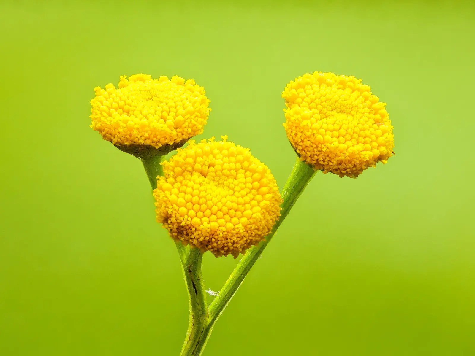 Oxeye Daisy (Chrysanthemum Leucanthemum) — The Ox-Eye Daisy (Chrysanthemum leucanthemum); this hardy plant reaches 1-3 feet in height and spreads up to 1 foot