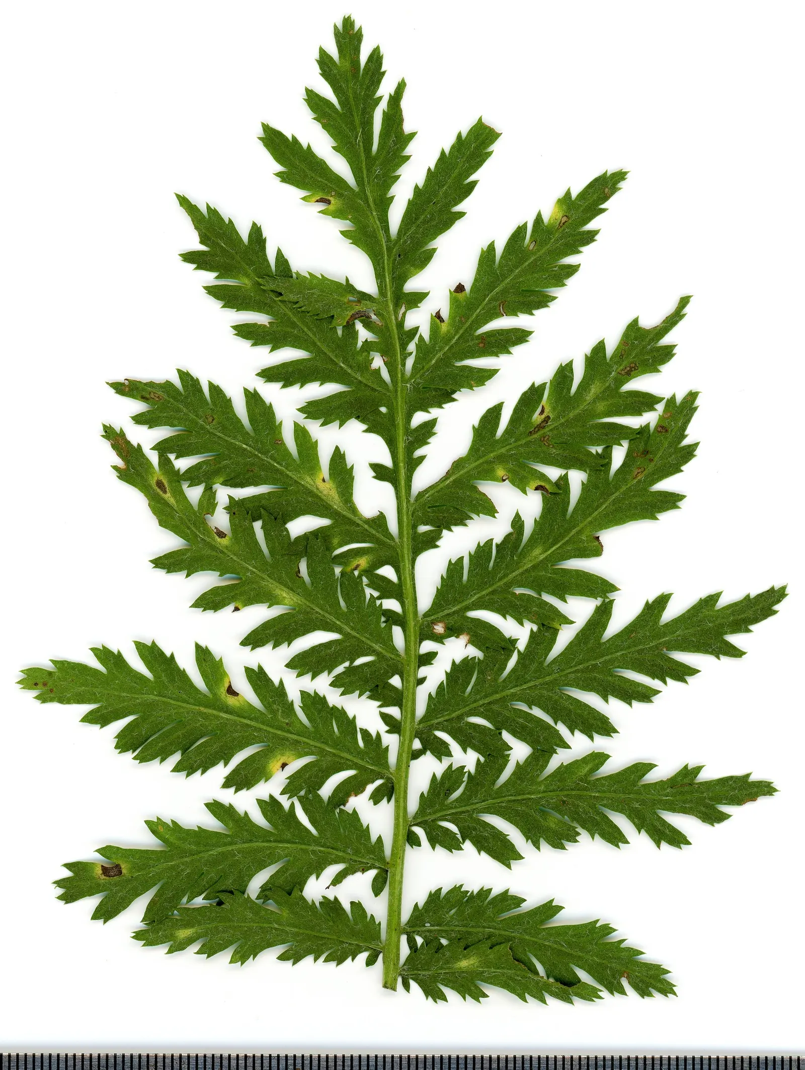 Oxeye Daisy (Chrysanthemum Leucanthemum) — it's an excellent choice for a low-maintenance; also known as the Common Daisy, image 51