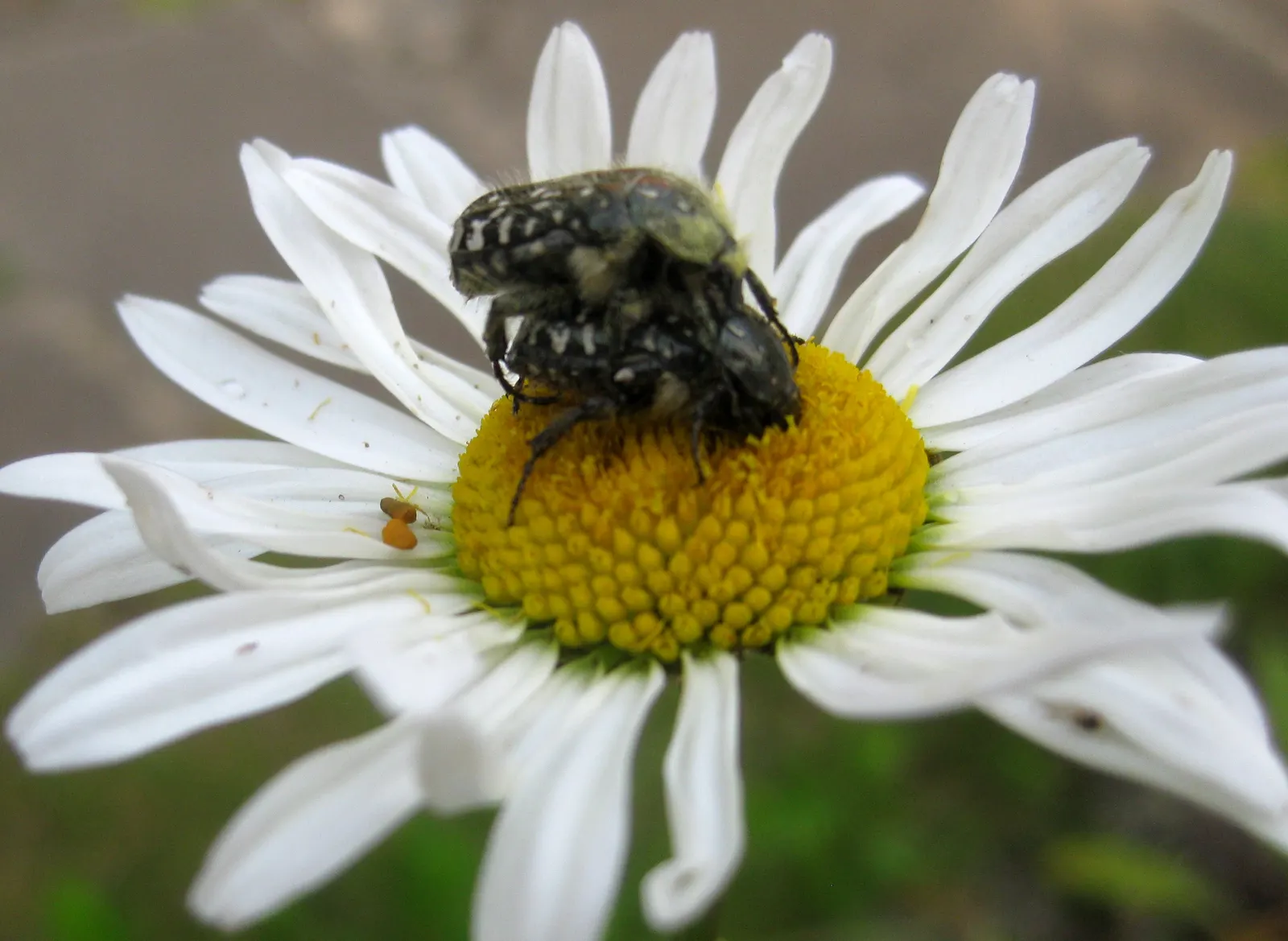 Oxeye Daisy (Chrysanthemum Leucanthemum) — also widely recognized as the Common Daisy or by its botanical name
