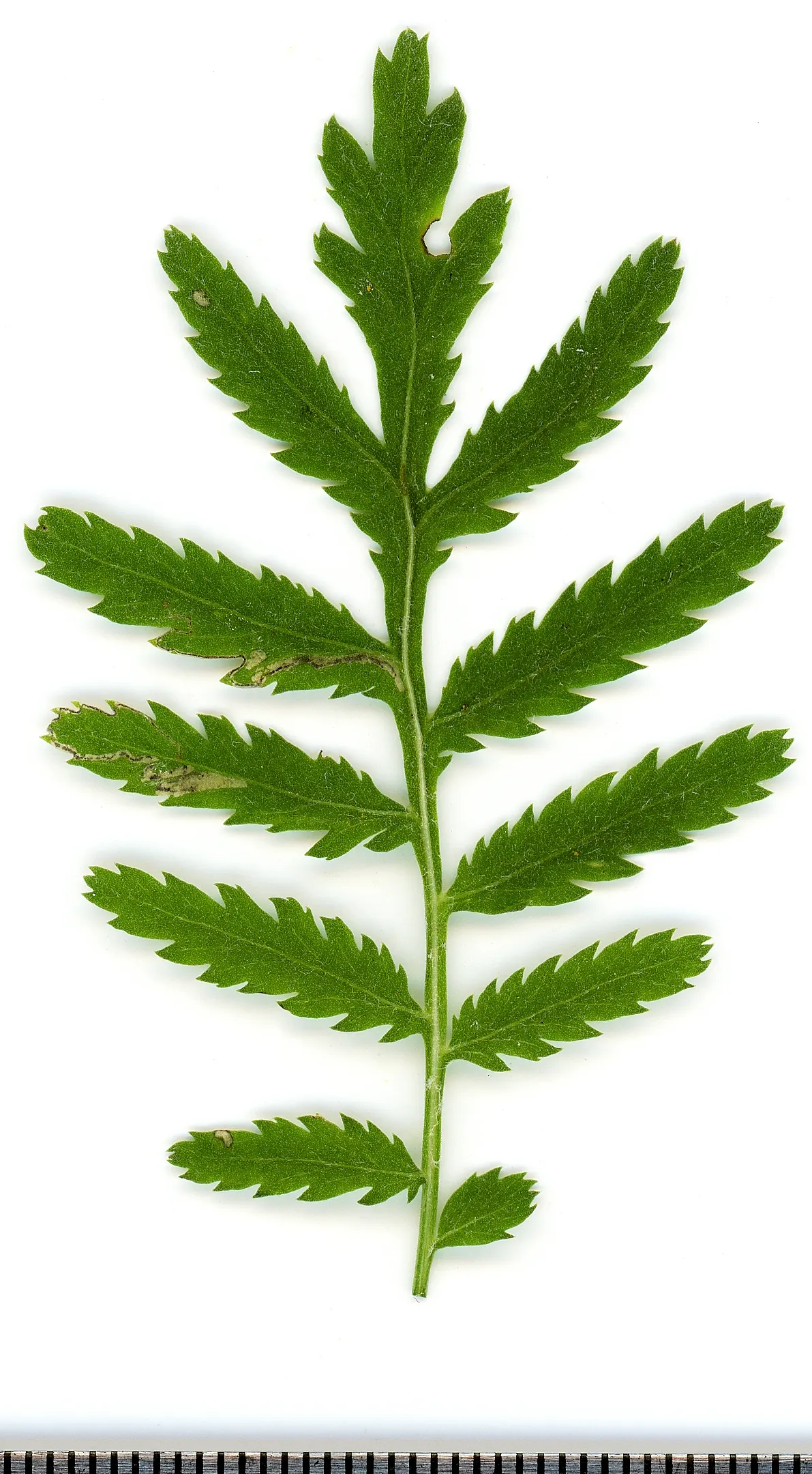 Oxeye Daisy (Chrysanthemum Leucanthemum) — thriving in USDA Hardiness Zones 3 to 8; perennial for full