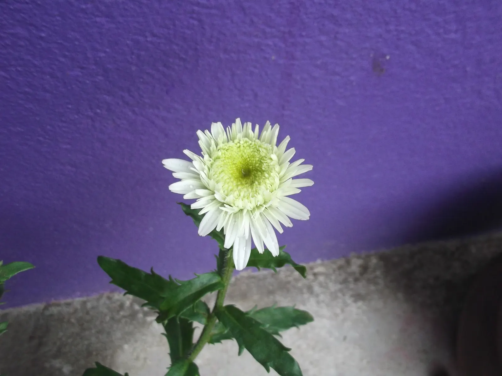 Oxeye Daisy (Chrysanthemum Leucanthemum) — It boasts a height of approximately 1 to 3 feet and can spread out to about 1 to 2 feet; it's an, image 58