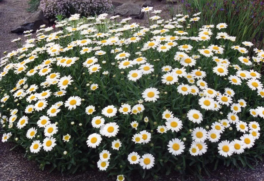 Oxeye Daisy (Chrysanthemum Leucanthemum) — This hardy plant reaches 1-3 feet in height and spreads up to 1 foot; is a perennial featuring classic, image 70