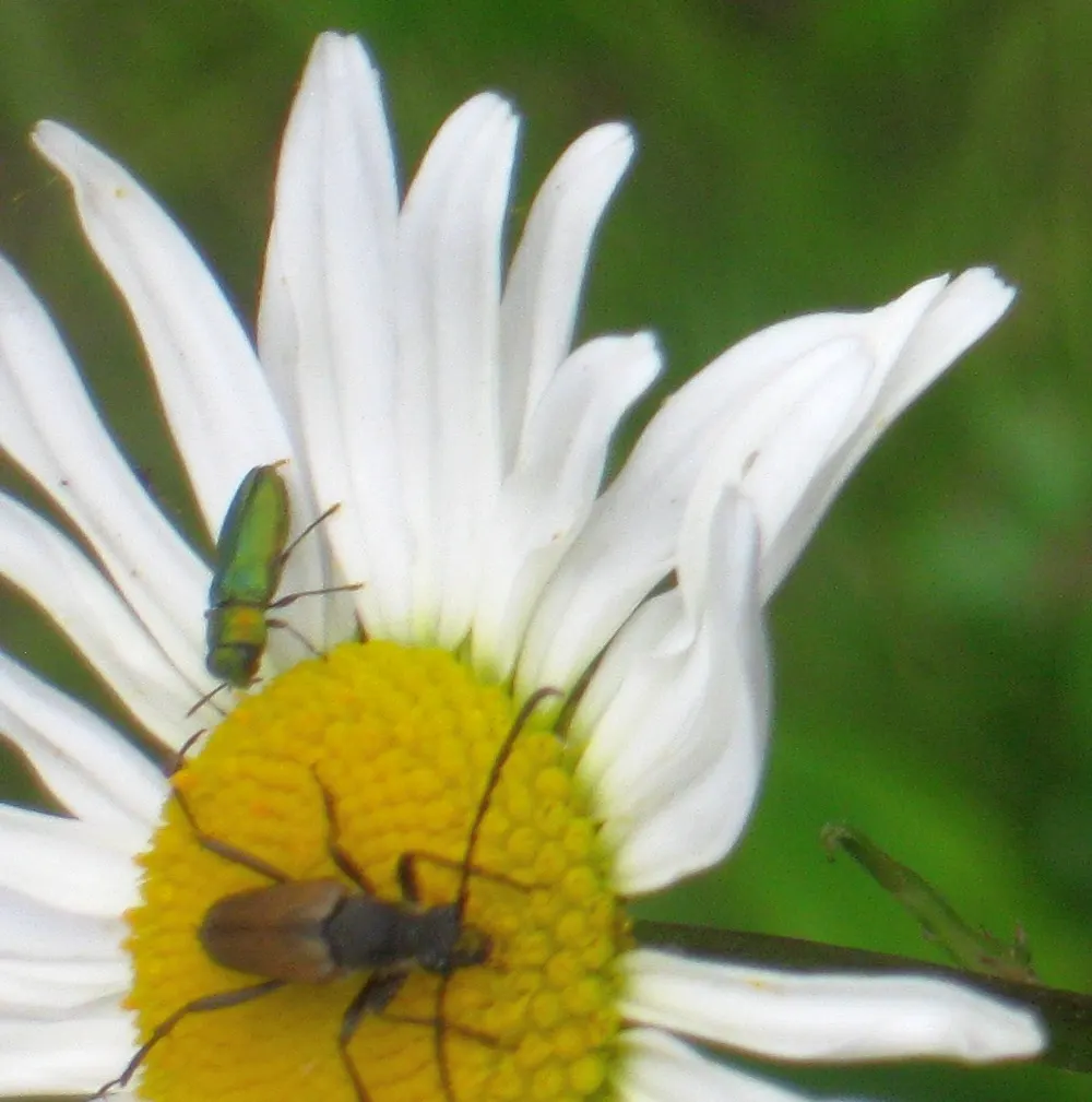 Oxeye Daisy (Chrysanthemum Leucanthemum) — Leucanthemum vulgare (formerly Chrysanthemum leucanthemum); the Ox-Eye Daisy (Chrysanthemum leucanthemum), image 76