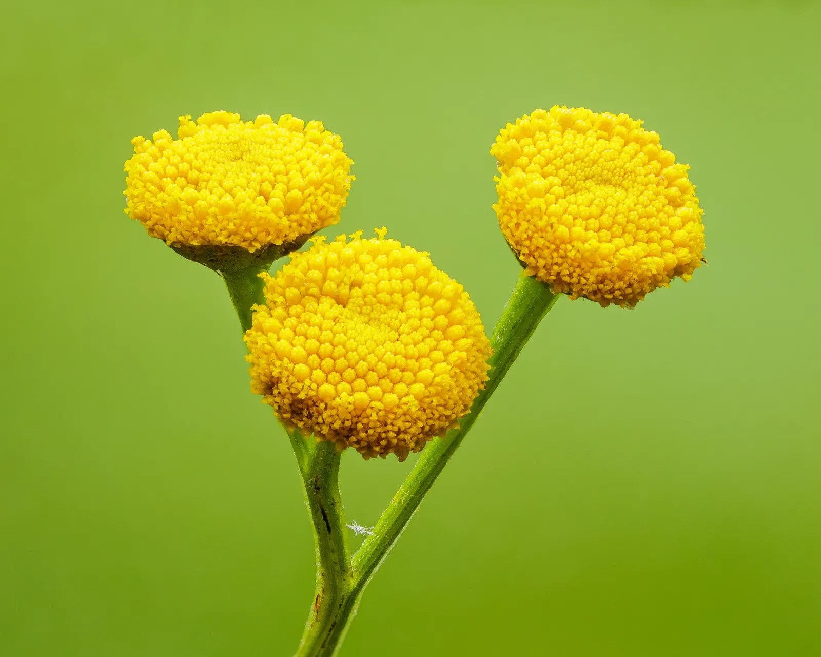 Oxeye Daisy (Chrysanthemum Leucanthemum) — also widely recognized as the Common Daisy or by its botanical name; blooming profusely from early to, image 75