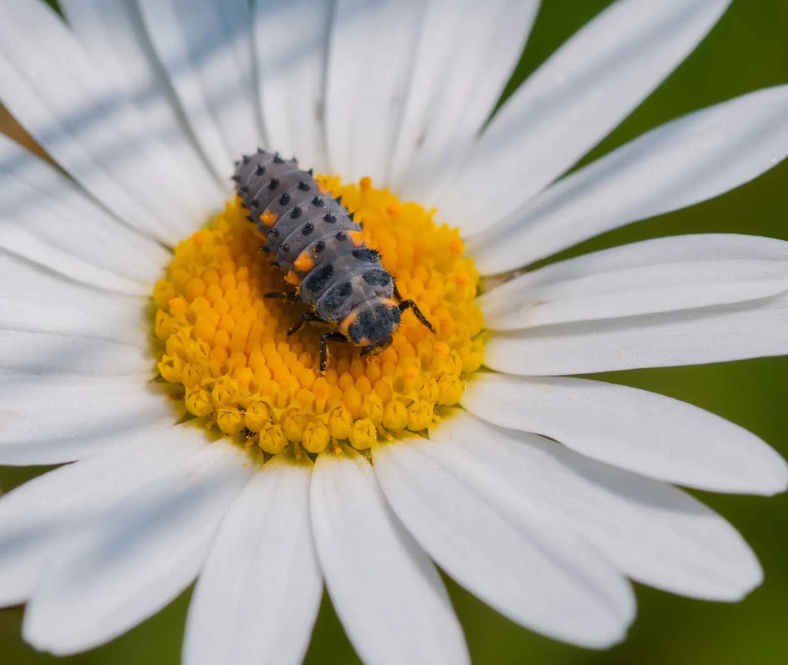 Oxeye Daisy (Chrysanthemum Leucanthemum) — It is also recognized for its minimal maintenance needs; thriving in USDA Hardiness Zones 3 to 8