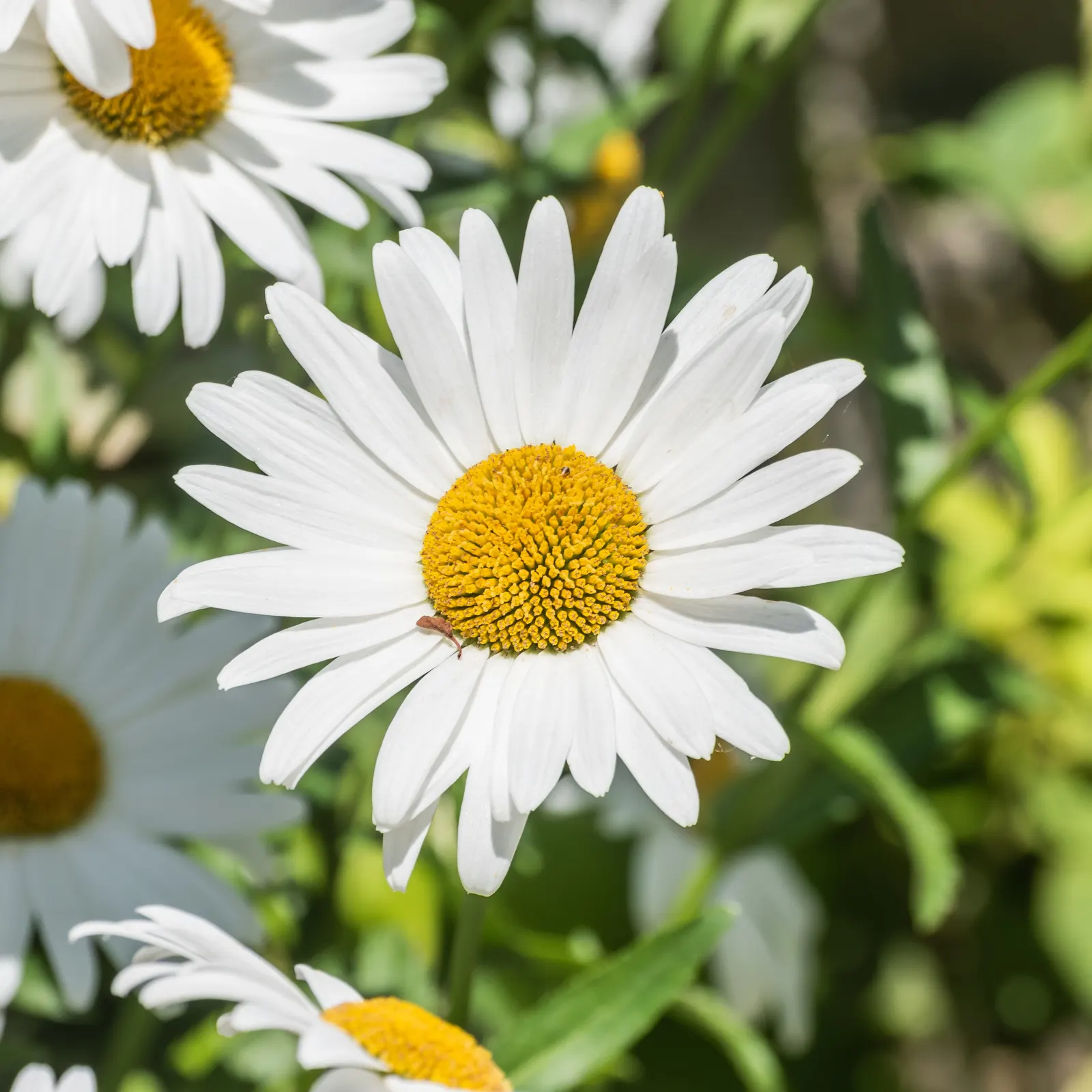 Oxeye Daisy (Chrysanthemum Leucanthemum) — you will find that this daisy species is incredibly adaptable; spanning roughly 2 to 3 inches across, image 56