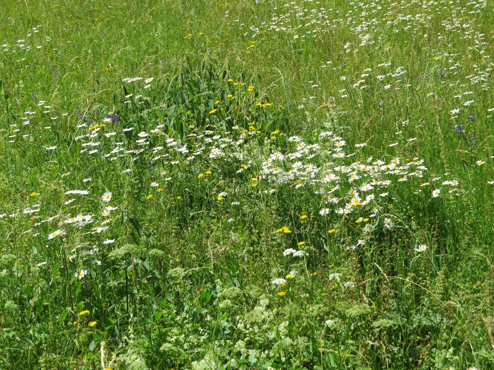 Oxeye Daisy (Chrysanthemum Leucanthemum) — it's an excellent choice for a low-maintenance; also known as the Common Daisy