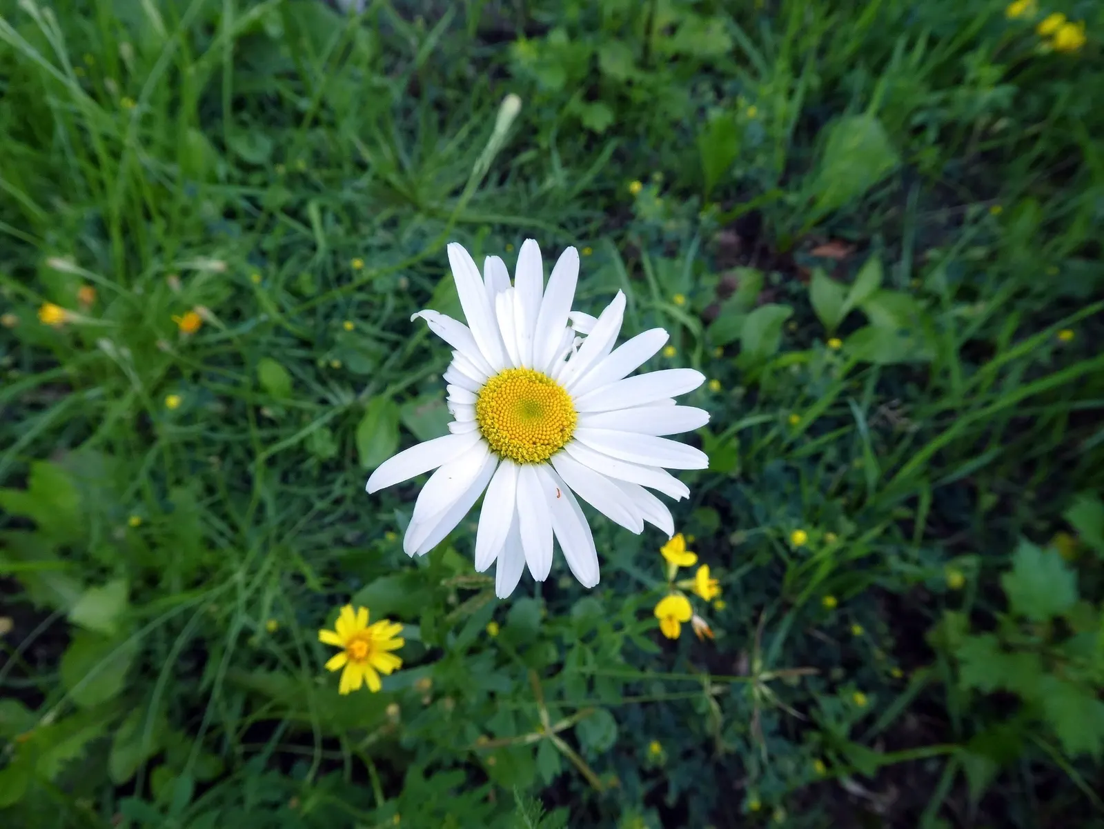 Oxeye Daisy (Chrysanthemum Leucanthemum) — Blooming from late spring to early fall; the Ox-Eye Daisy prefers full sun to partial shade and, image 72