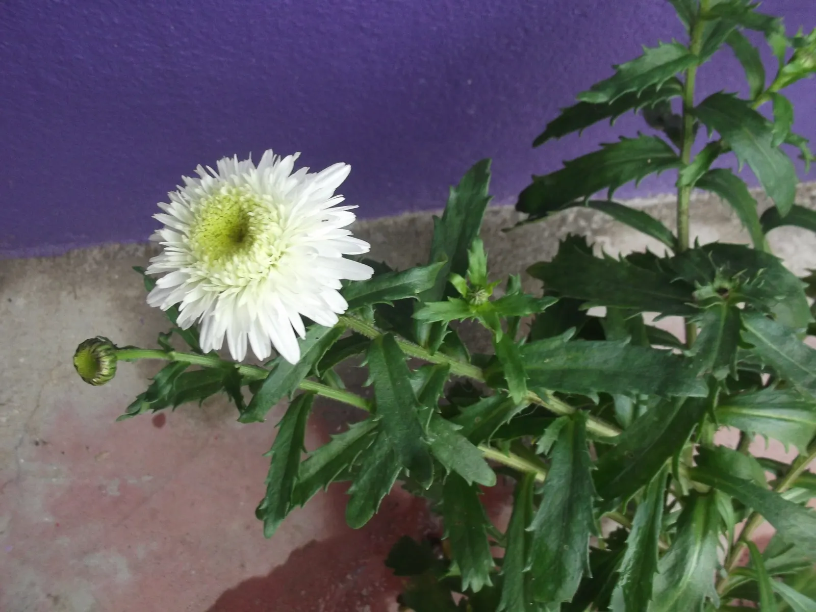 Oxeye Daisy (Chrysanthemum Leucanthemum) — It thrives in full to partial sun with well-drained soil, adding charm to meadows and garden beds, image 49