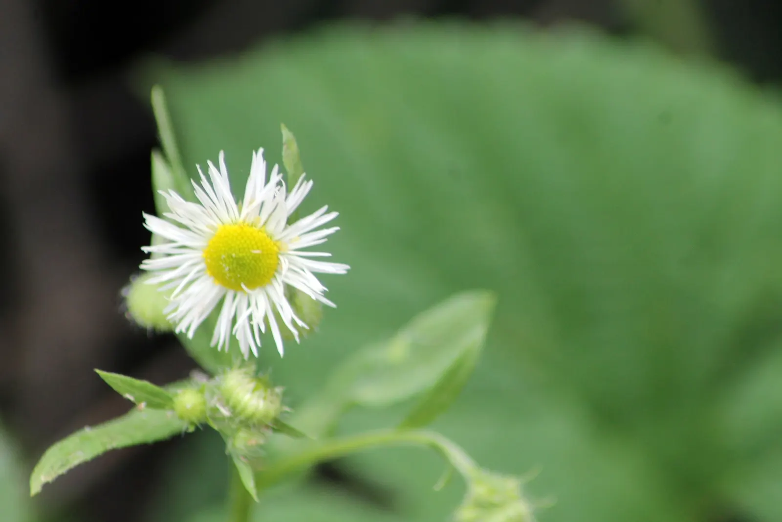Oxeye Daisy (Chrysanthemum Leucanthemum) — Blooming profusely from early to mid-summer; perennial with multi-colored and white and yellow blooms, image 82