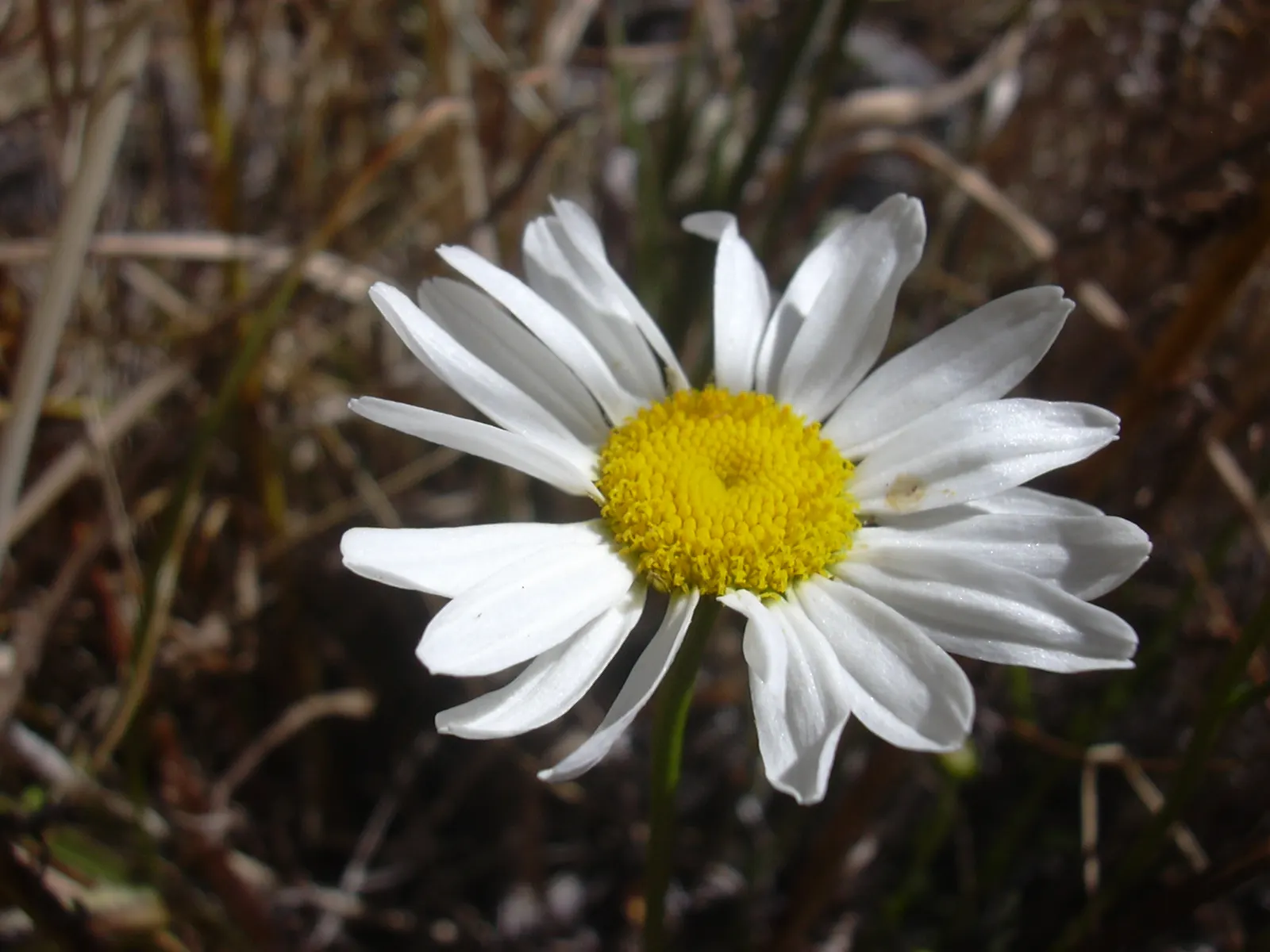 Oxeye Daisy (Chrysanthemum Leucanthemum) — is a perennial featuring classic white-petaled blooms with sunny yellow centers; it is also recognized, image 47