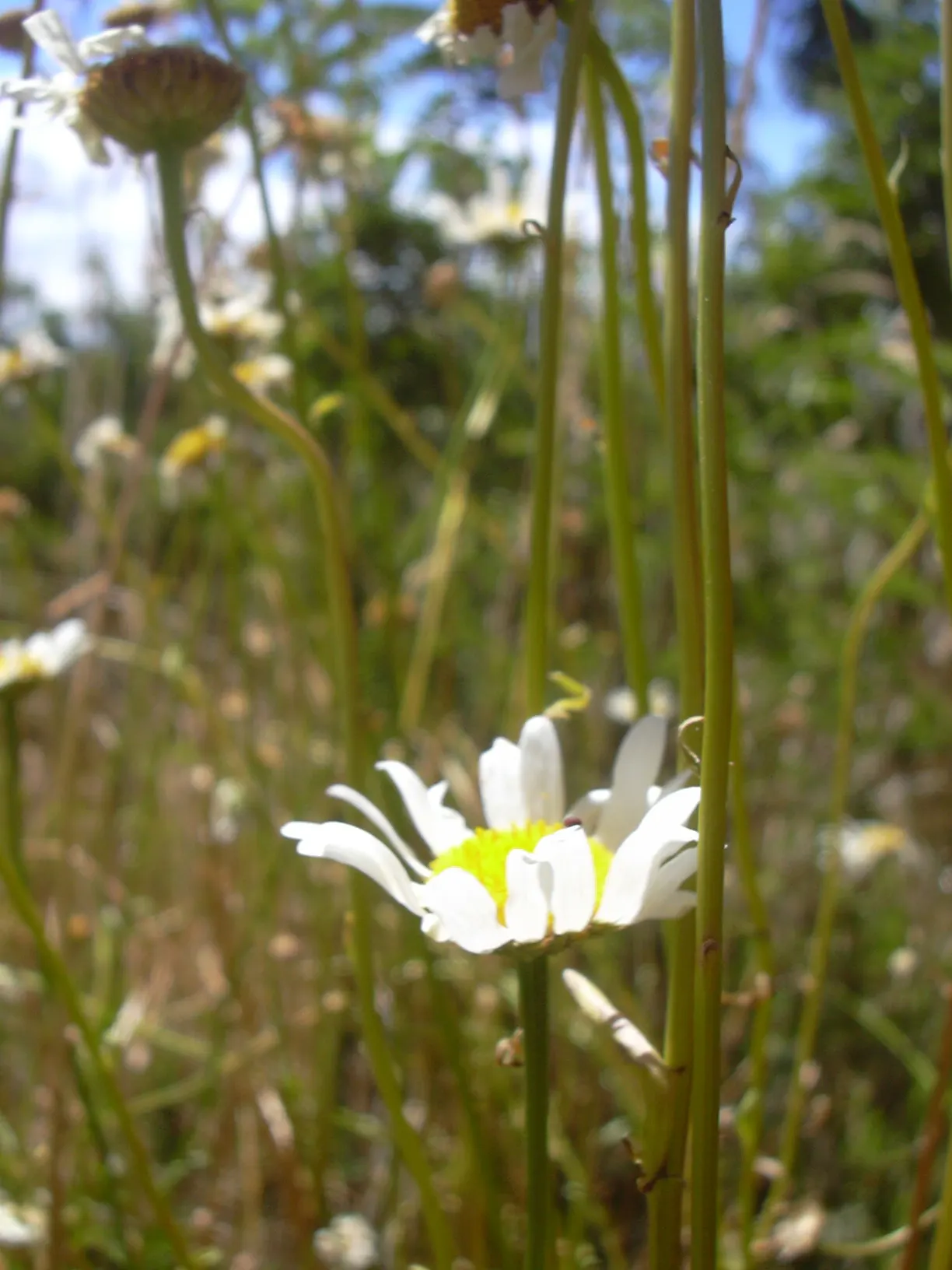 Oxeye Daisy (Chrysanthemum Leucanthemum) — you will find that this daisy species is incredibly adaptable