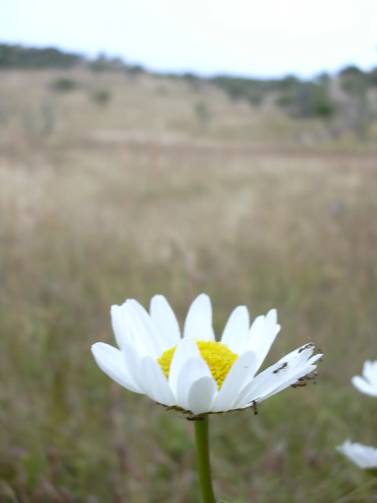 Oxeye Daisy (Chrysanthemum Leucanthemum) — pollinator-friendly landscape; also widely recognized as the Common Daisy or by its botanical name, image 52