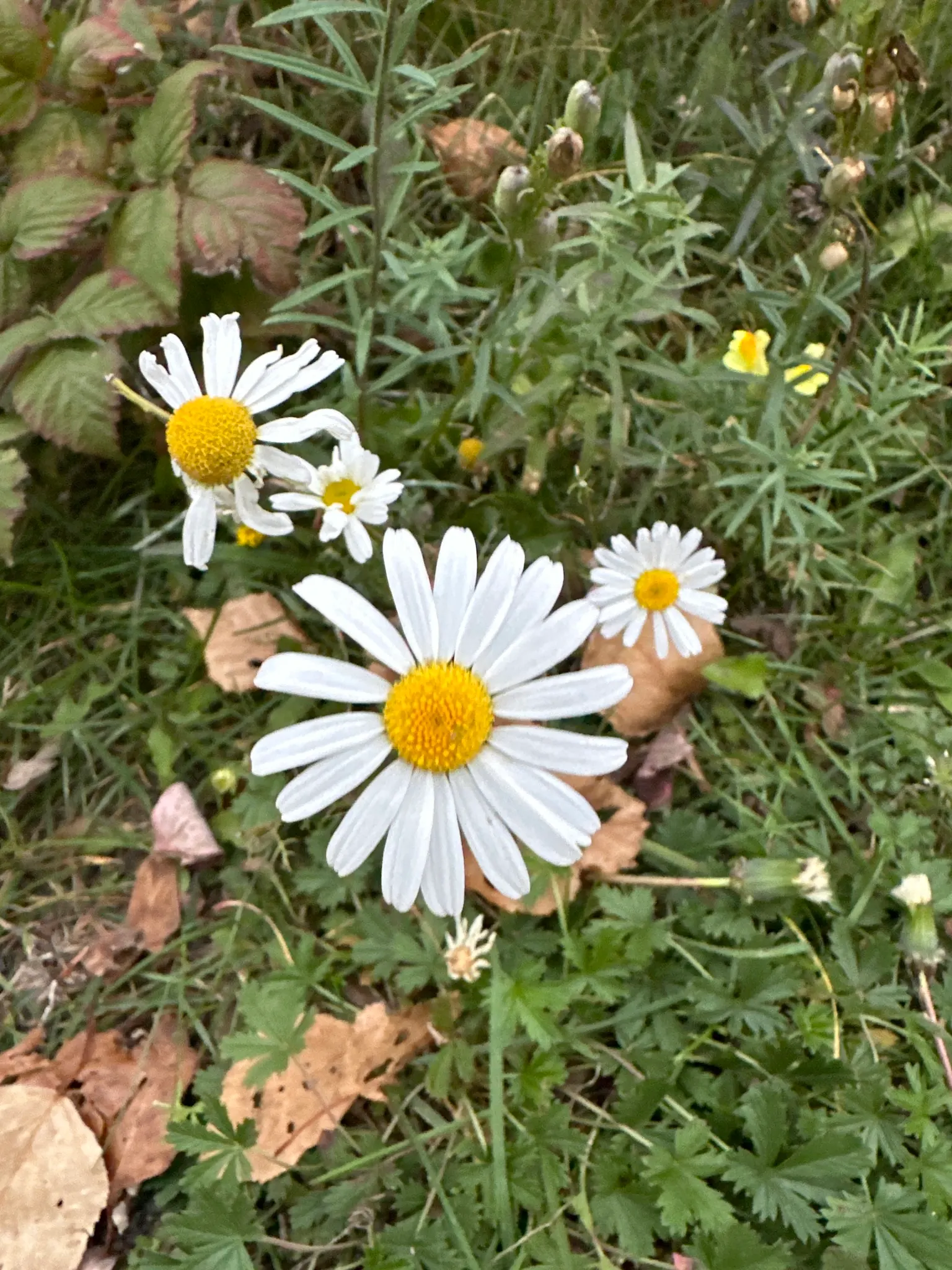 Oxeye Daisy (Chrysanthemum Leucanthemum) — perennial for full; wildflower appeal and a dash of cottage charm, image 66