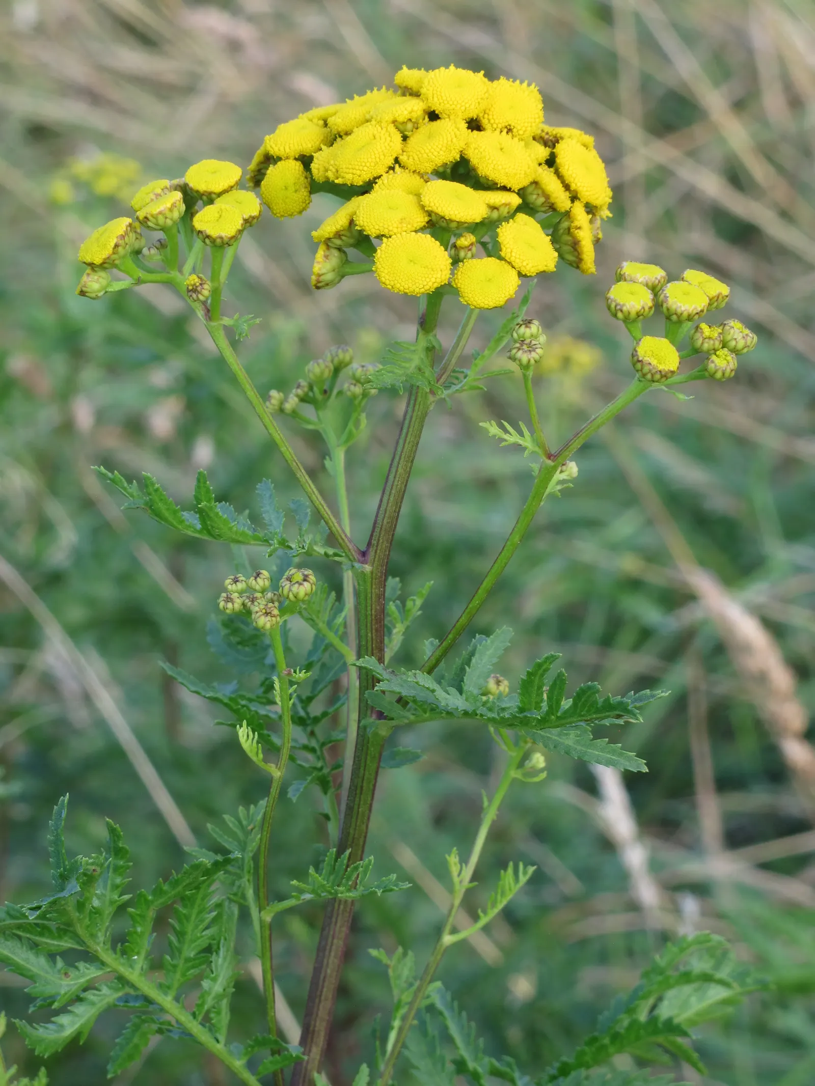 Oxeye Daisy (Chrysanthemum Leucanthemum) — The Ox-Eye Daisy (Chrysanthemum leucanthemum)