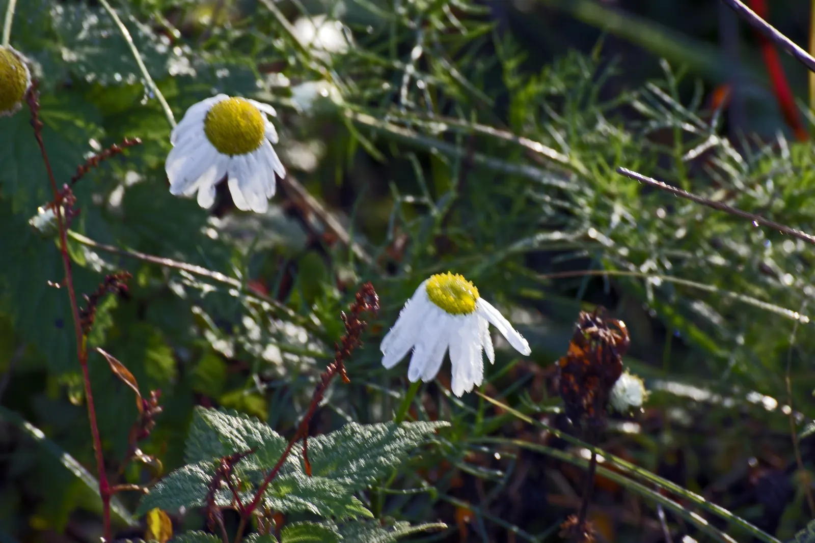 Oxeye Daisy (Chrysanthemum Leucanthemum) — also widely recognized as the Common Daisy or by its botanical name; blooming profusely from early to, image 53