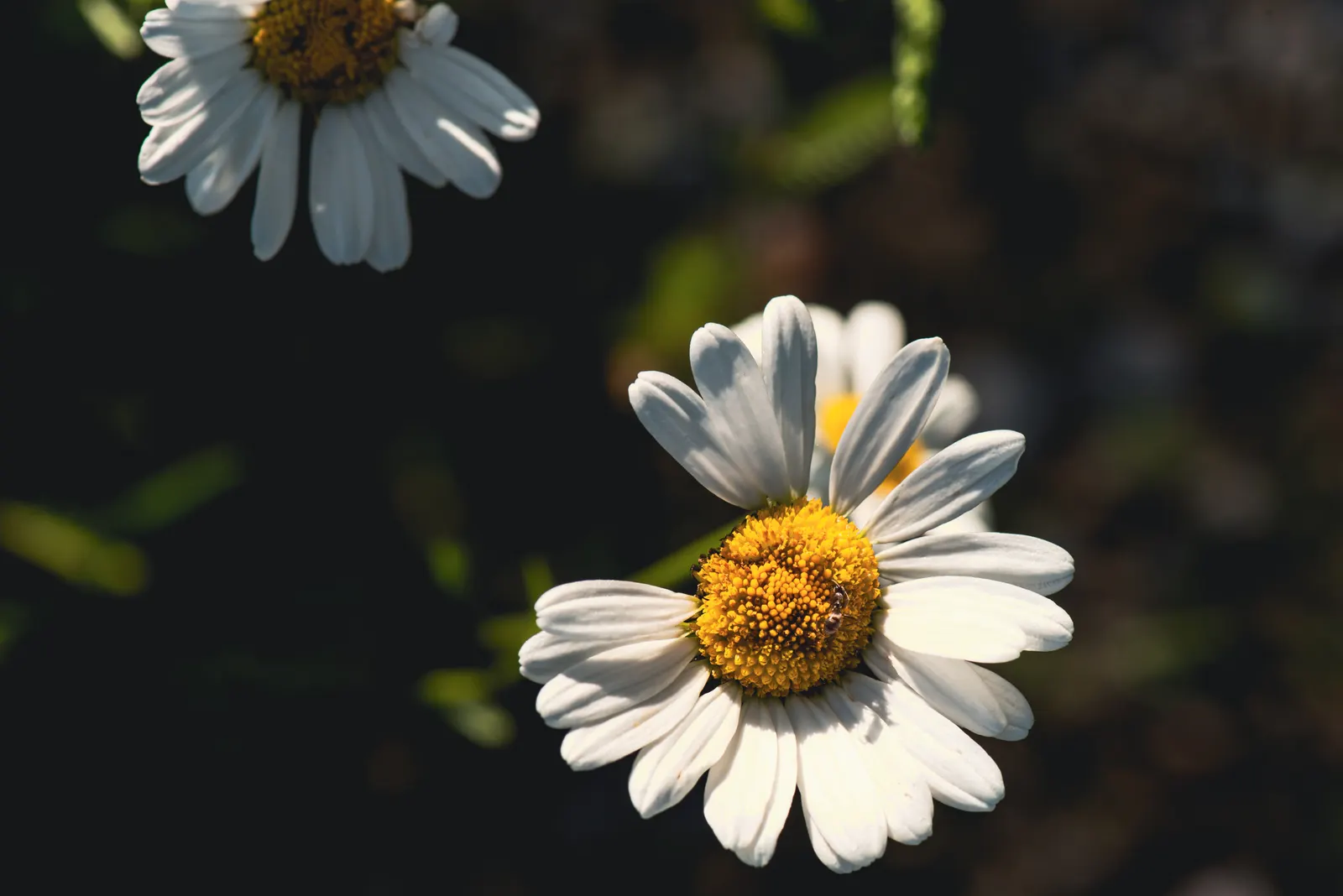 Oxeye Daisy (Chrysanthemum Leucanthemum) — It boasts a height of approximately 1 to 3 feet and can spread out to about 1 to 2 feet; it's an excellent choice