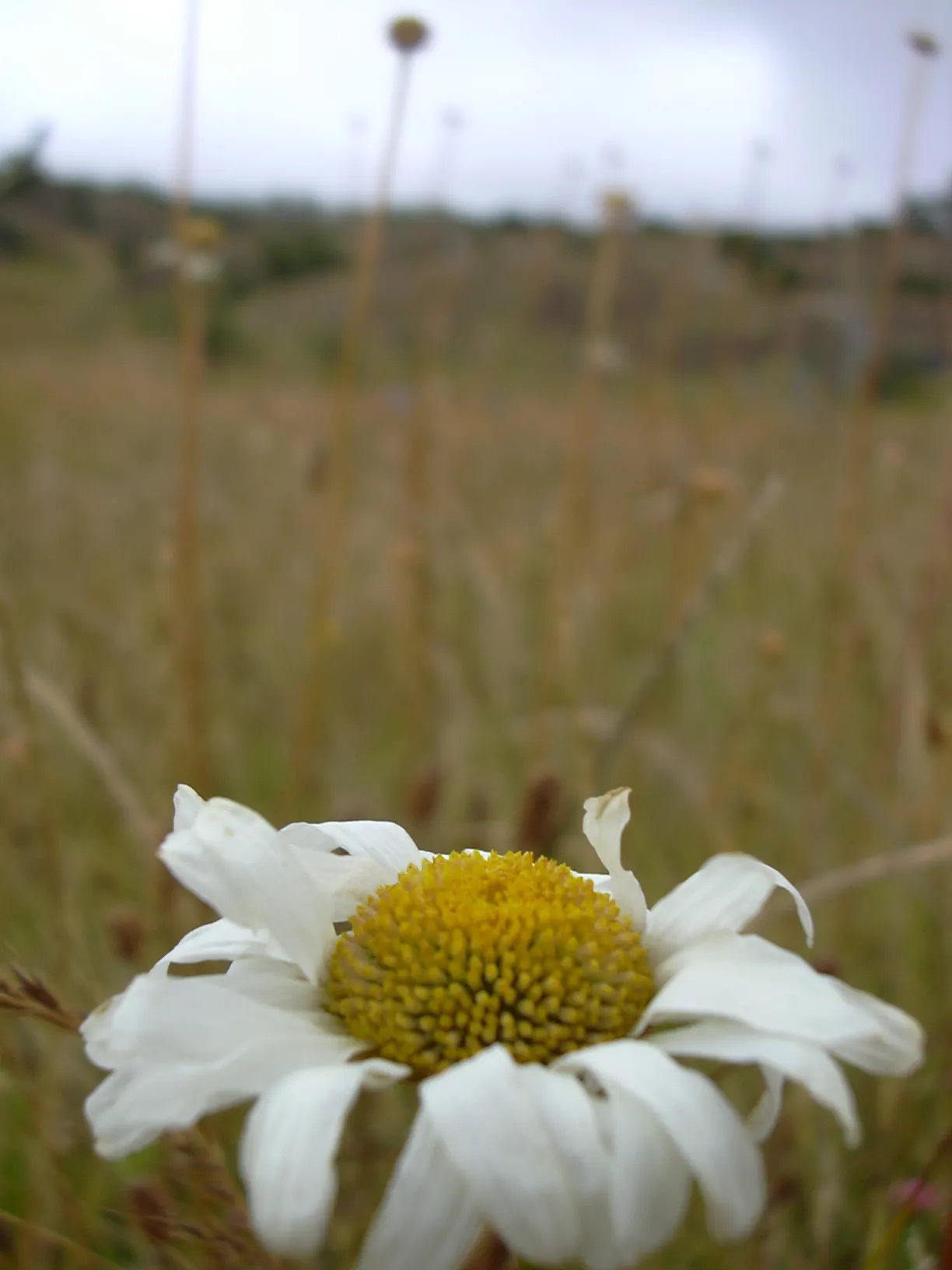Oxeye Daisy (Chrysanthemum Leucanthemum) — also known as the Common Daisy; is a classic perennial that brings a cheerful presence to any garden, image 68