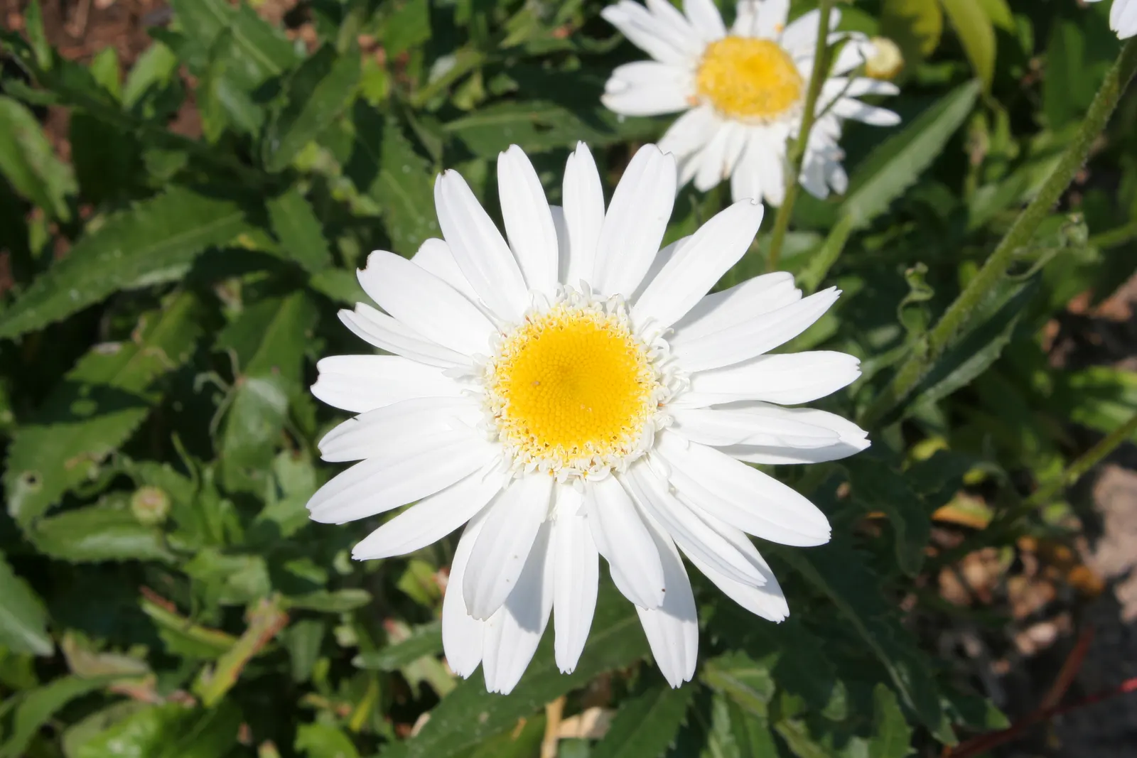 Oxeye Daisy (Chrysanthemum Leucanthemum) — thriving in USDA Hardiness Zones 3 to 8