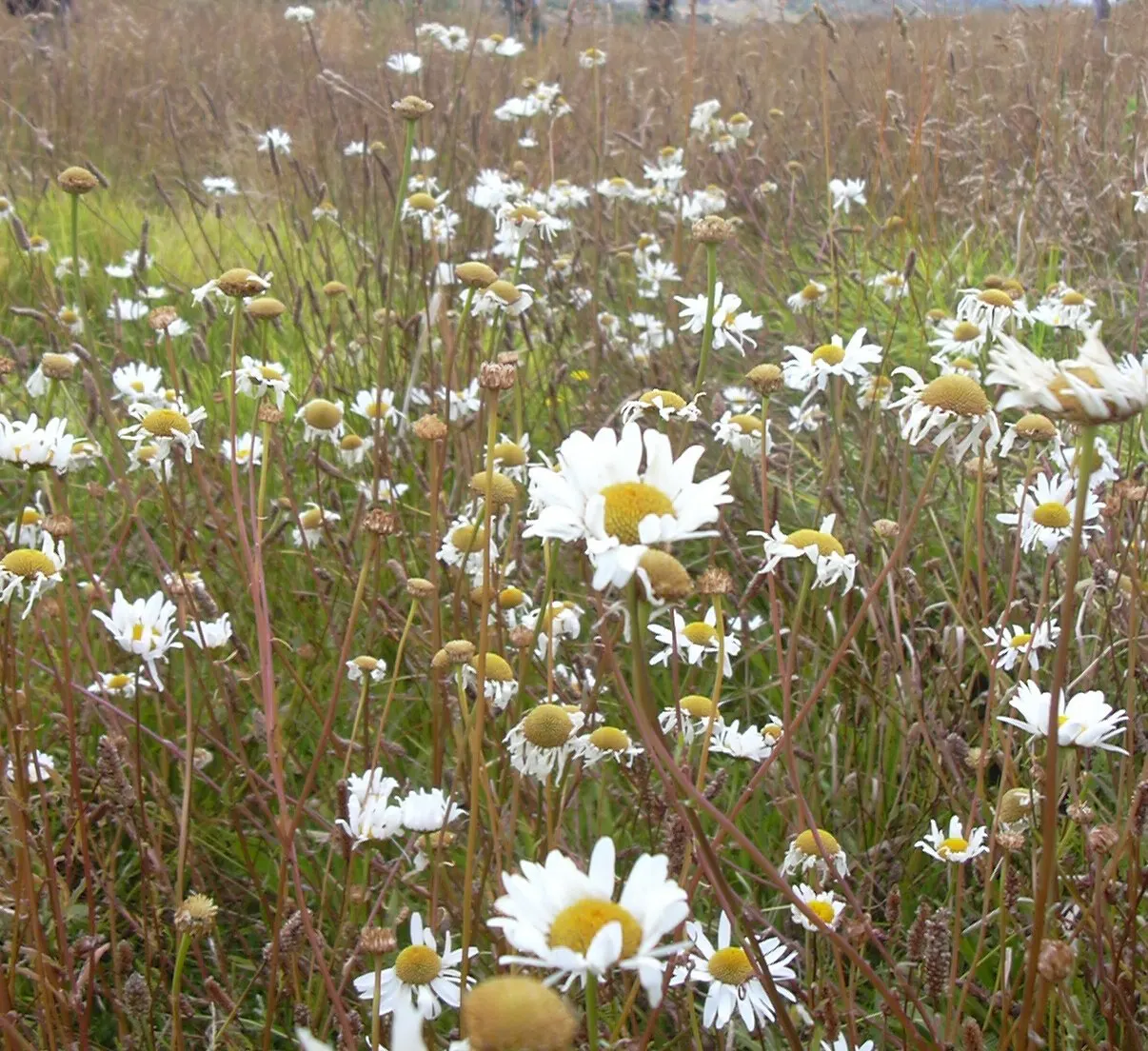 Oxeye Daisy (Chrysanthemum Leucanthemum) — is a perennial featuring classic white-petaled blooms with sunny yellow centers