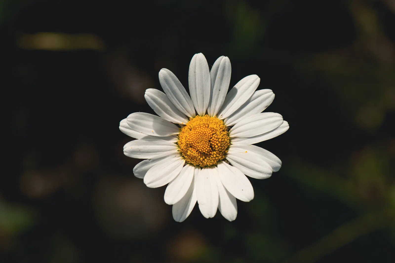 Oxeye Daisy (Chrysanthemum Leucanthemum) — also known as the Common Daisy; is a classic perennial that brings a cheerful presence to any garden setting