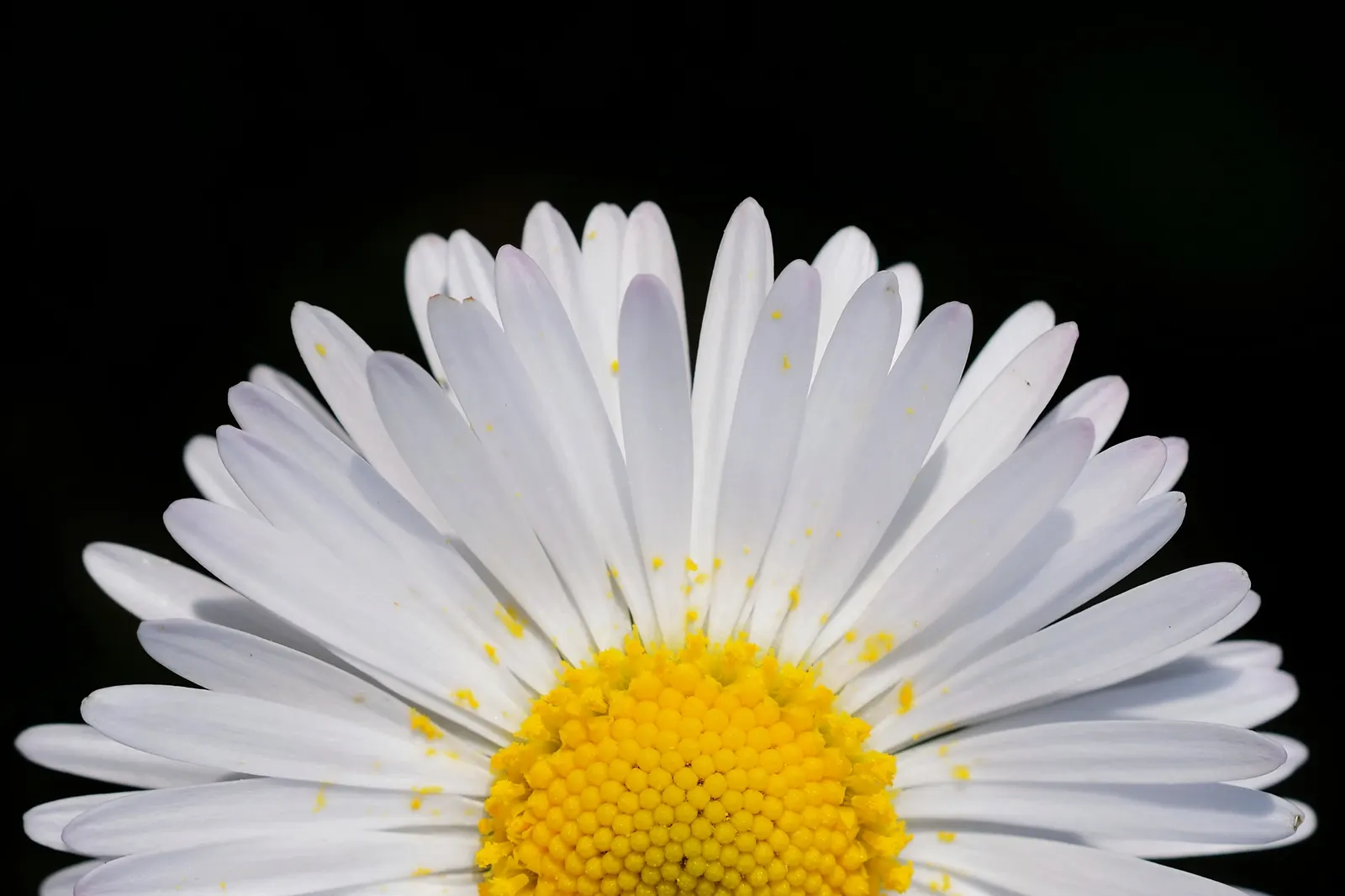 Oxeye Daisy (Chrysanthemum Leucanthemum) — the Ox-Eye Daisy prefers full sun to partial shade and well-drained soil; blooming from late spring to early fall