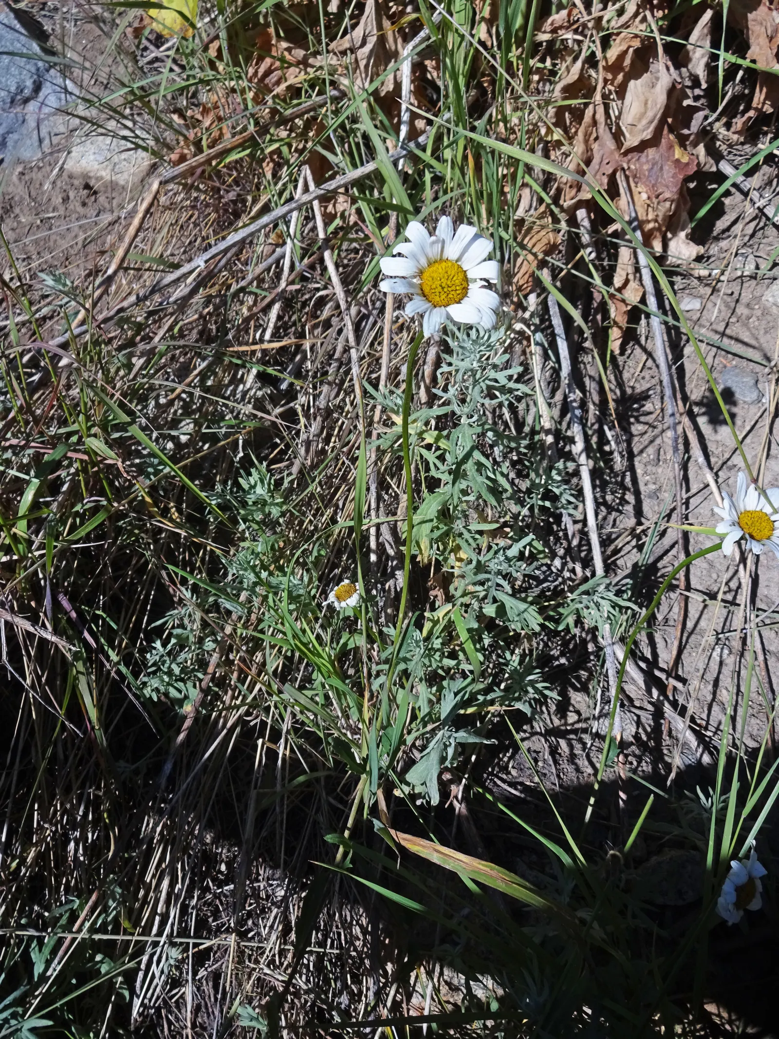 Oxeye Daisy (Chrysanthemum Leucanthemum) — you will find that this daisy species is incredibly adaptable; spanning roughly 2 to 3 inches across