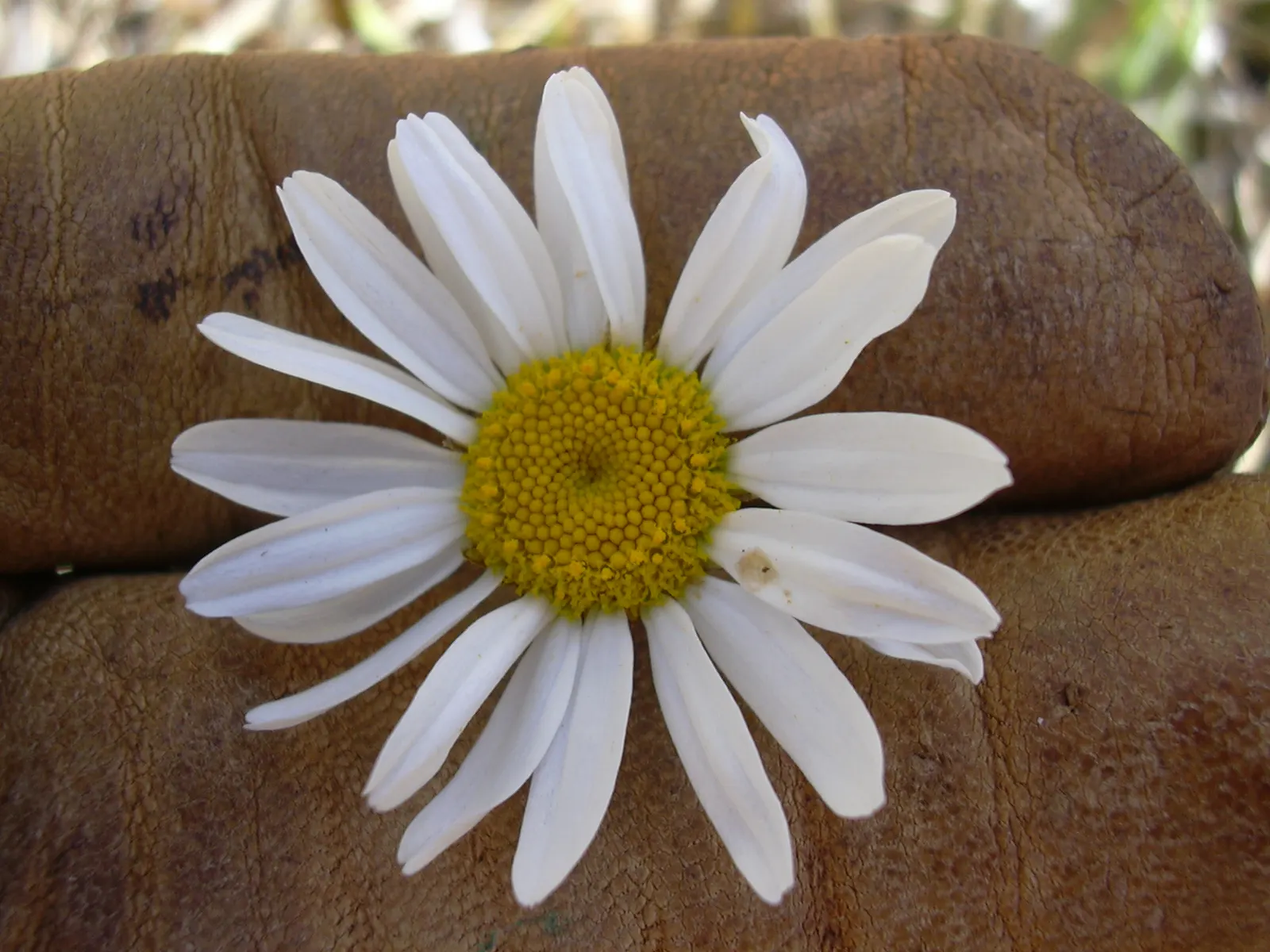 Oxeye Daisy (Chrysanthemum Leucanthemum) — Leucanthemum vulgare (formerly Chrysanthemum leucanthemum)
