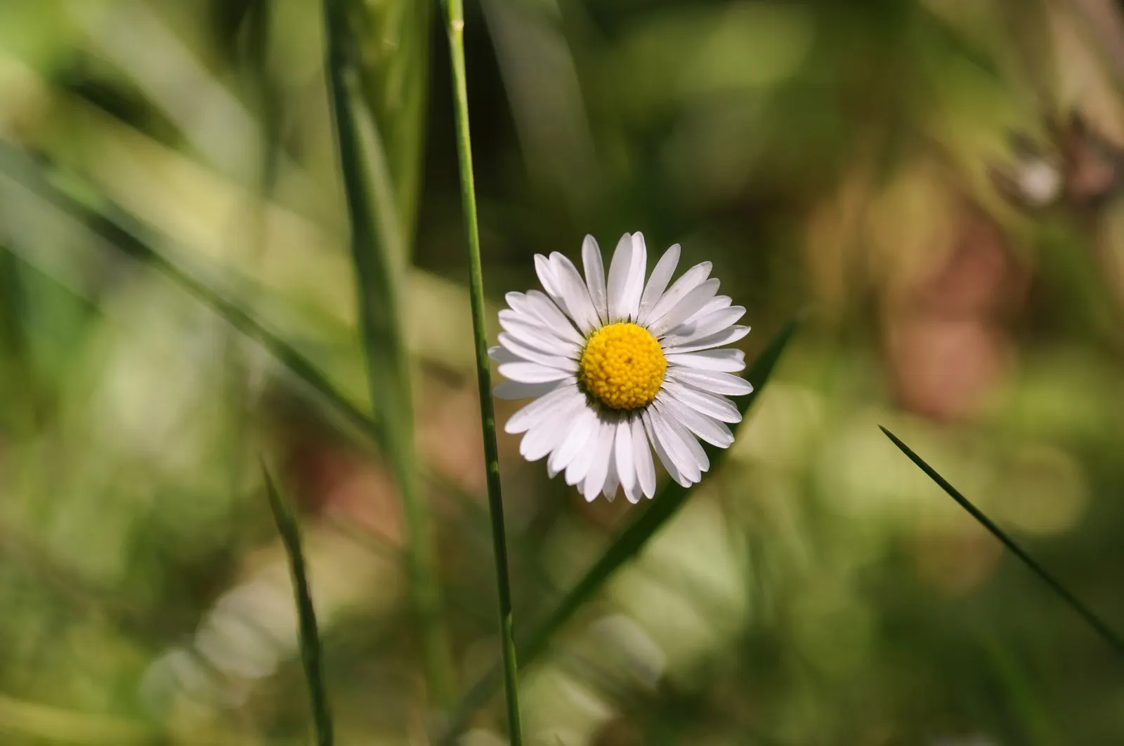 Oxeye Daisy (Chrysanthemum Leucanthemum) — it's an excellent choice for a low-maintenance