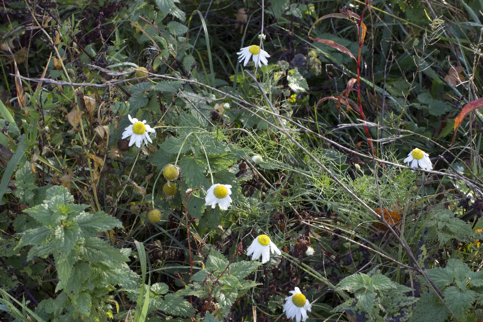 Oxeye Daisy (Chrysanthemum Leucanthemum) — This hardy plant reaches 1-3 feet in height and spreads up to 1 foot; is a perennial featuring classic, image 48