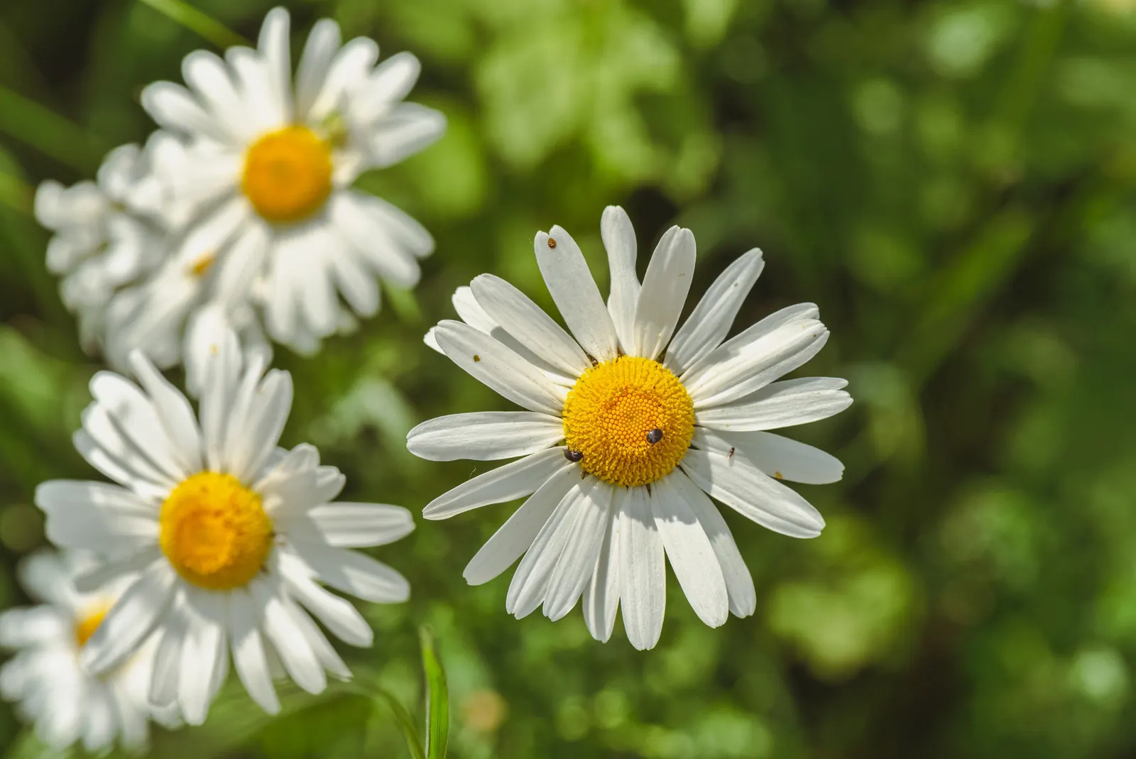 Oxeye Daisy (Chrysanthemum Leucanthemum) — It is also recognized for its minimal maintenance needs; thriving in USDA Hardiness Zones 3 to 8, image 62