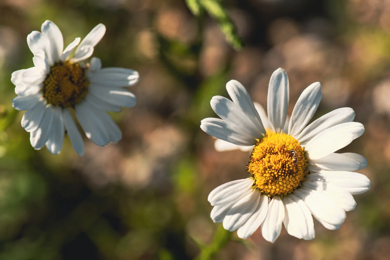 Oxeye Daisy (Chrysanthemum Leucanthemum) — the Ox-Eye Daisy prefers full sun to partial shade and well-drained soil; blooming from late spring to, image 61