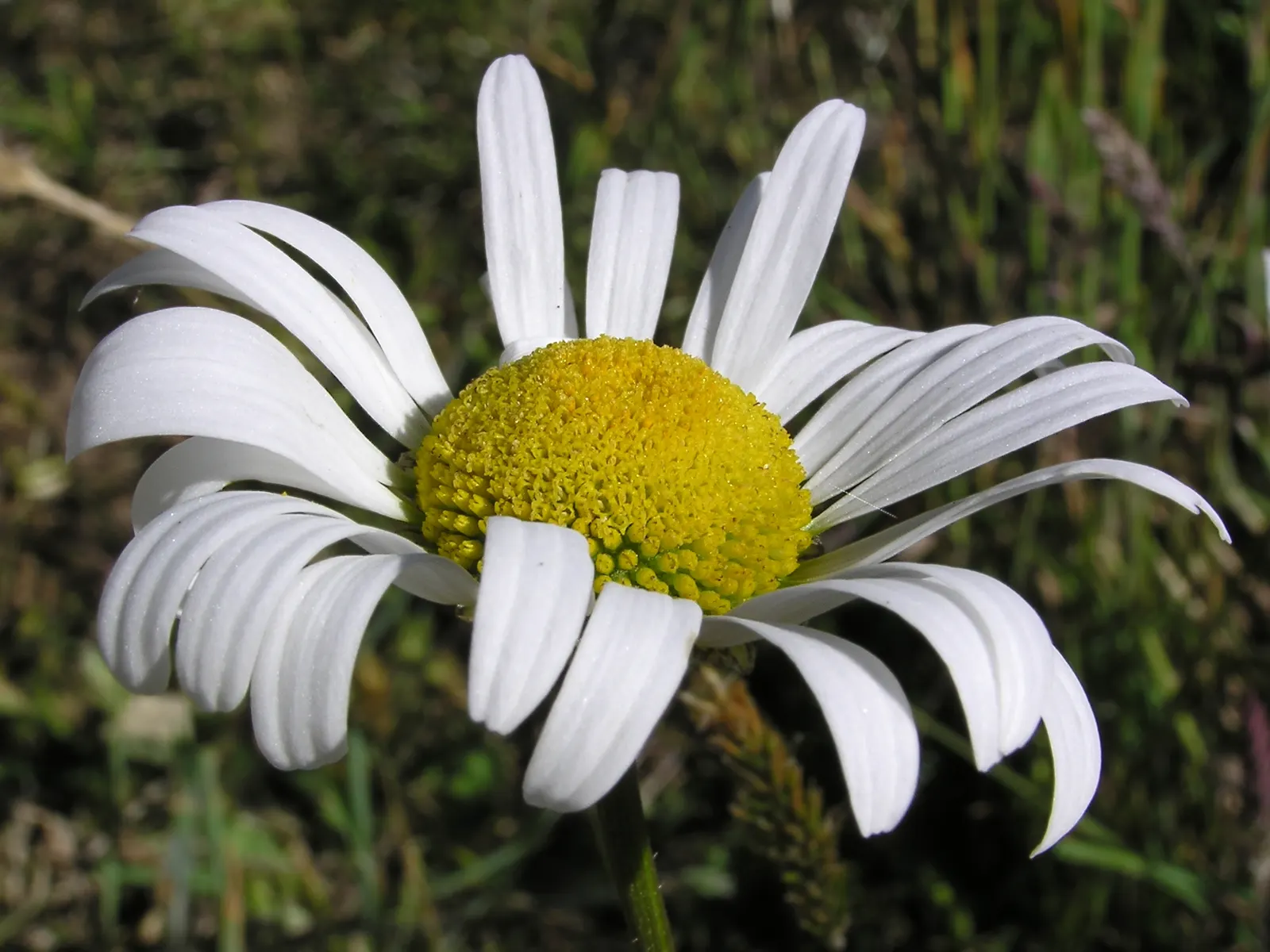 Oxeye Daisy (Chrysanthemum Leucanthemum) — is a classic perennial that brings a cheerful presence to any garden setting; pollinator-friendly landscape