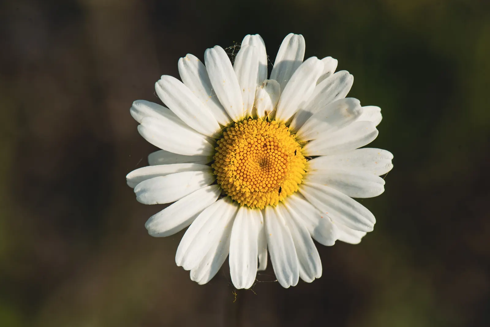 Oxeye Daisy (Chrysanthemum Leucanthemum) — it's an excellent choice for a low-maintenance; also known as the Common Daisy, image 73