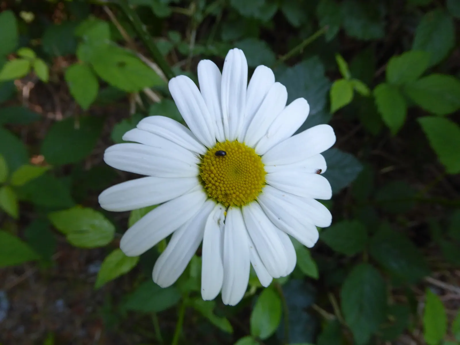 Oxeye Daisy (Chrysanthemum Leucanthemum) — also known as the Common Daisy