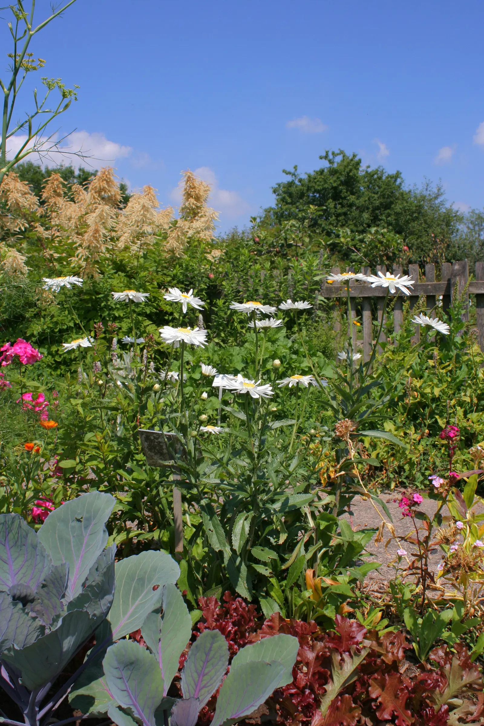 Oxeye Daisy (Chrysanthemum Leucanthemum) — pollinator-friendly landscape
