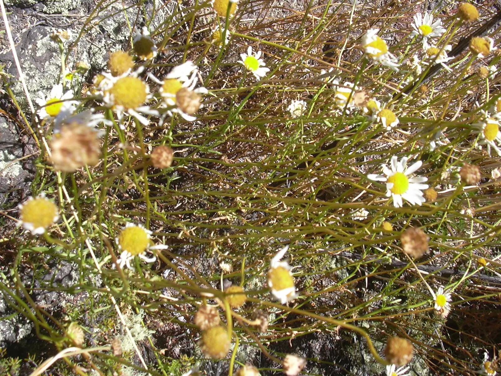 Oxeye Daisy (Chrysanthemum Leucanthemum) — the Ox-Eye Daisy prefers full sun to partial shade and well-drained soil